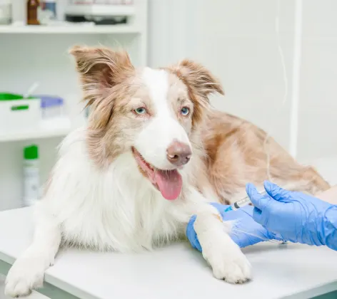 Tan and white dog sitting on an examination table receiving an IV by a veterinarian.